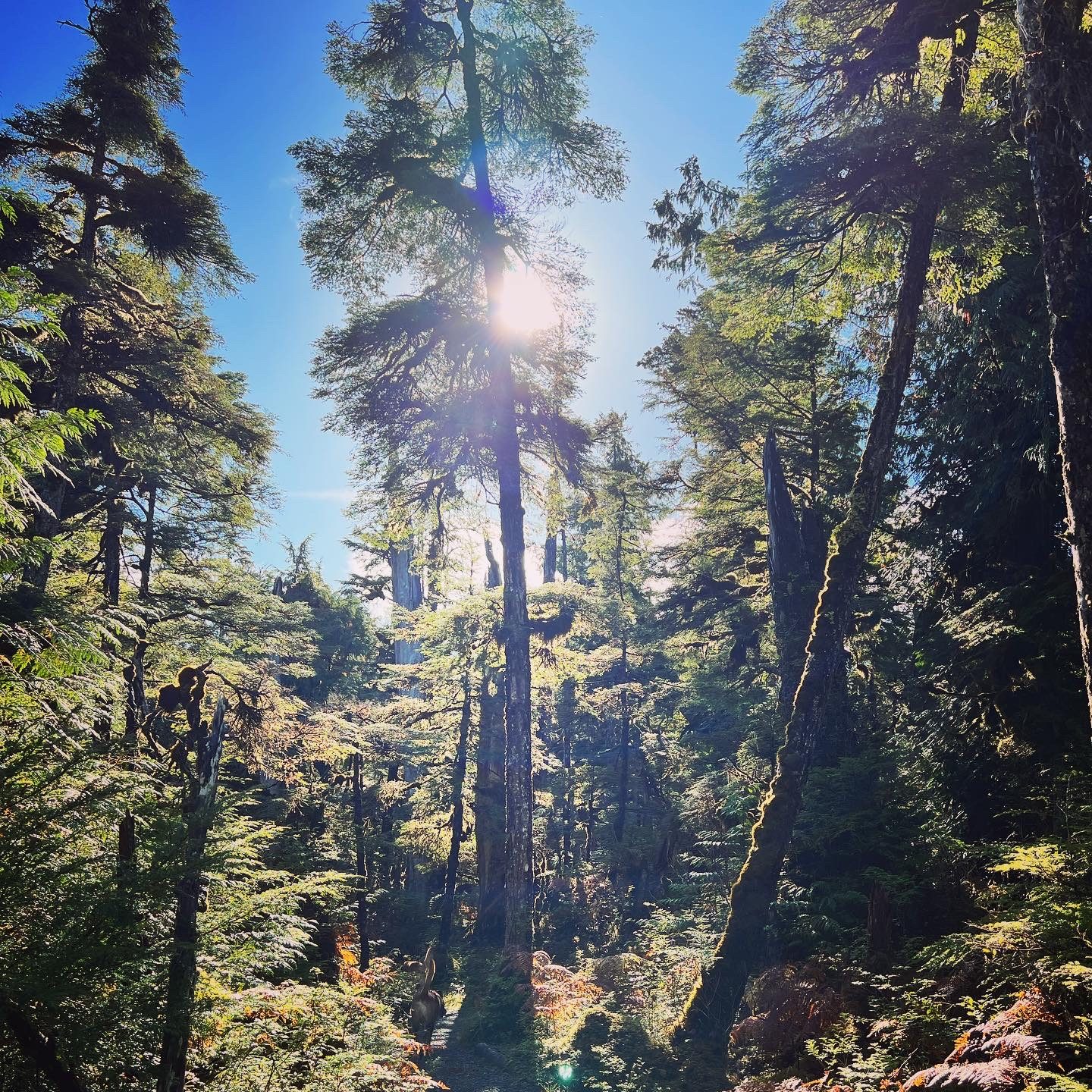 A collection of trees in the Tongass National Rainforest